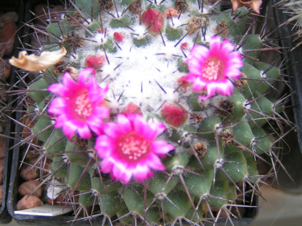 Mammillaria xochipilii, Repp 1709